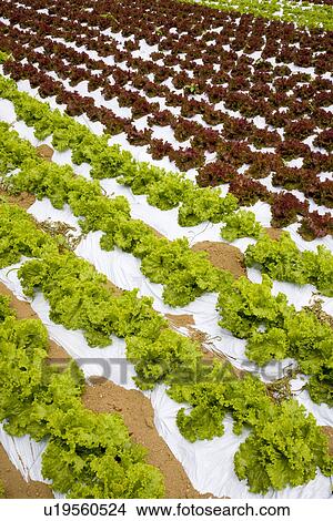 Lettuces in field View Large Photo Image Picture - Lettuces in field. Fotosearch