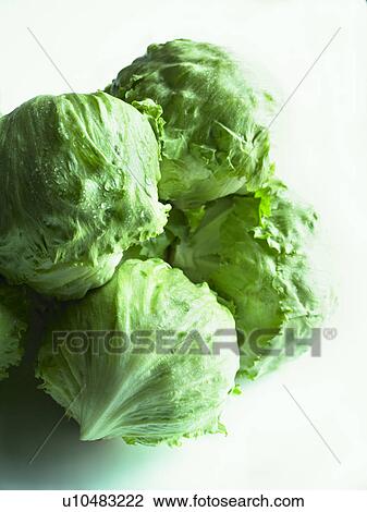 Lettuces on white background View Large Photo Image Stock Image - Lettuces on white background. Fotosearch