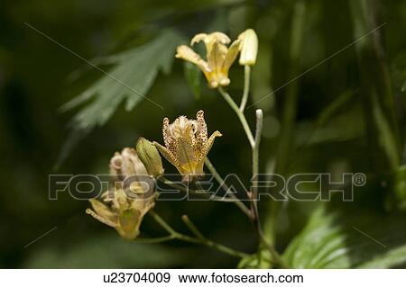 Lilies, close up, differential focus View Large Photo Image Stock Photo - Lilies, close up, differential focus. Fotosearch