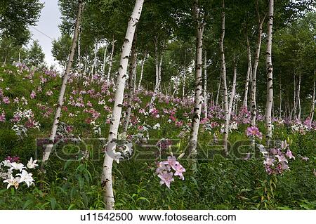 Lilies in field View Large Photo Image Stock Image - Lilies in field. Fotosearch