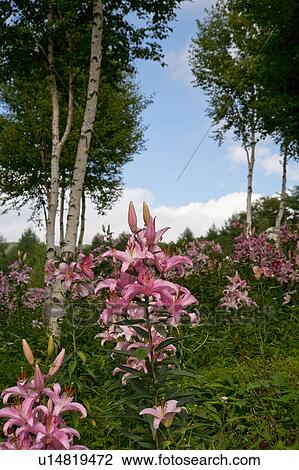 Lilies in field View Large Photo Image Stock Image - Lilies in field. Fotosearch