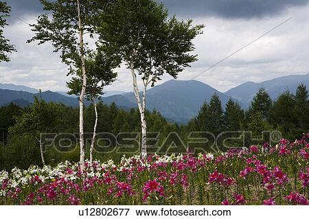 Stock Photo - Lilies in field. Fotosearch
