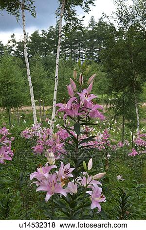 Stock Photo - Lilies in field. Fotosearch