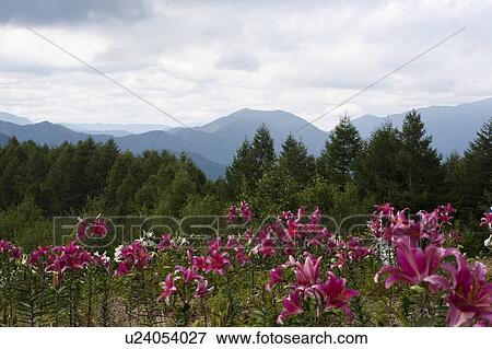 Stock Photo - Lilies in field. Fotosearch