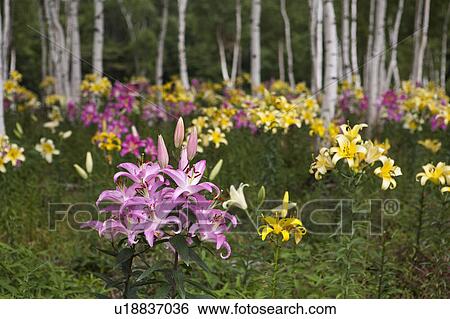 Stock Photograph - Lilies in field. Fotosearch
