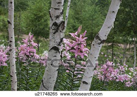 Stock Photography - Lilies in field. Fotosearch