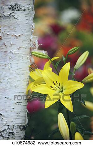 Stock Image - Lily and birch tree. Fotosearch