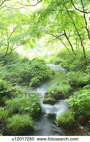 Stock Image - Limpid stream. Fotosearch