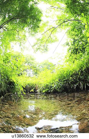 Stock Image - Limpid stream. Fotosearch