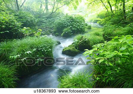 Stock Image - Limpid stream. Fotosearch