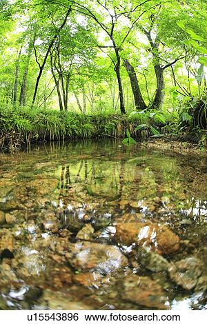 Stock Photograph - Limpid stream. Fotosearch