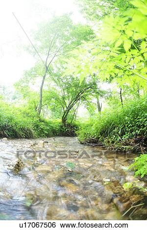 Stock Photograph - Limpid stream. Fotosearch