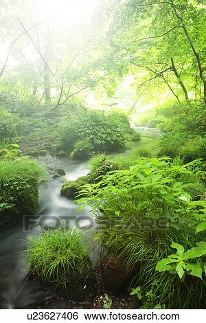 Stock Photograph - Limpid stream. Fotosearch