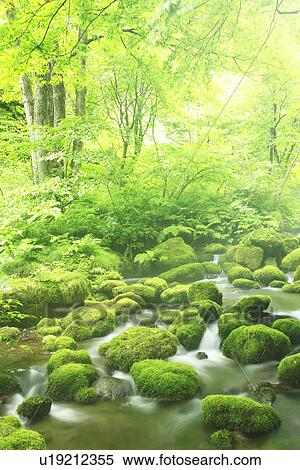 Stock Photography - Limpid stream. Fotosearch