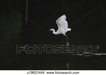 Little egret flying View Large Photo Image Picture - Little egret flying. Fotosearch