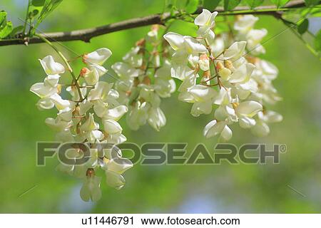 Stock Image - Locust flowers on branch, close up, differential focus. Fotosearch