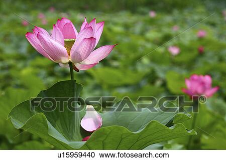 Lotus flowers, close up, differential focus View Large Photo Image Stock Image - Lotus flowers, close up, differential focus. Fotosearch