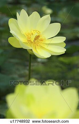 Stock Image - Lotus flowers, close up, differential focus. Fotosearch