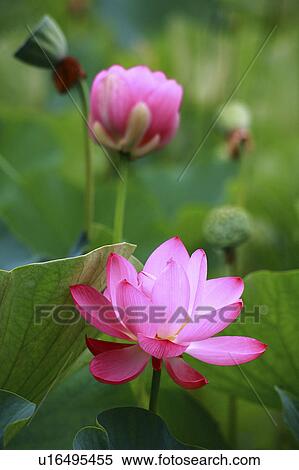 Stock Photography - Lotus flowers, close up, differential focus. Fotosearch