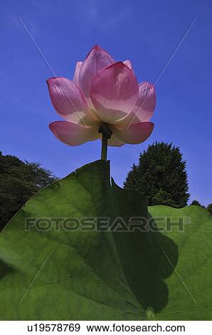 Stock Photo - Lotus, Low angle view, Chiba Prefecture, Honshu, Japan. Fotosearch