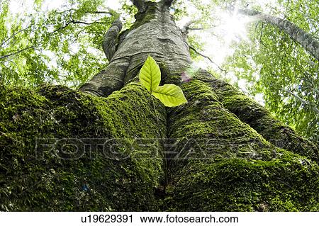 Stock Image - Low angle view of Beech tree. Fotosearch