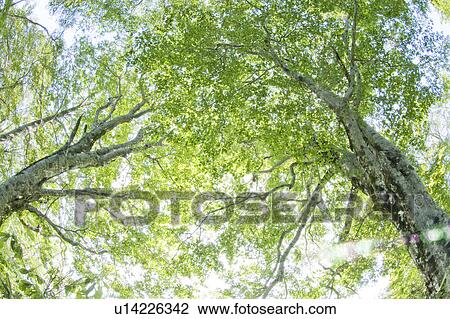Low angle view of tree View Large Photo Image Stock Image - Low angle view of tree. Fotosearch