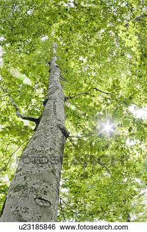Low angle view of tree View Large Photo Image Stock Photograph - Low angle view of tree. Fotosearch