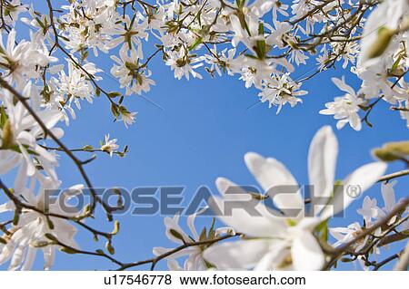 Magnolia View Large Photo Image Stock Photo - Magnolia. Fotosearch