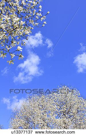 Magnolia trees under sky View Large Photo Image Stock Photo - Magnolia trees under sky. Fotosearch