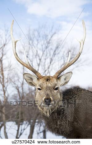 Picture - Male Sika deer (Cervus nippon). Fotosearch