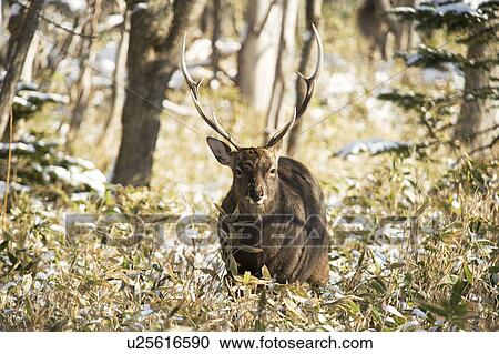 Male Sika deer (Cervus nippon) View Large Photo Image Stock Image - Male Sika deer (Cervus nippon). Fotosearch