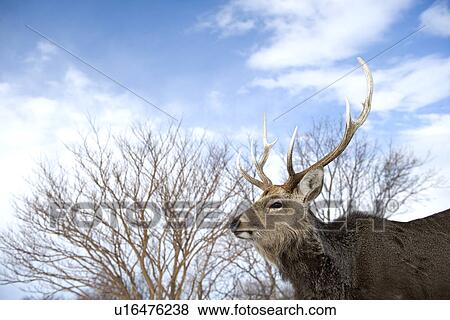 Stock Photo - Male Sika deer (Cervus nippon). Fotosearch