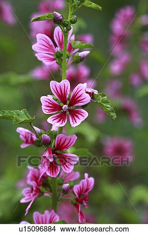 Picture - Malva Sylvestris. Fotosearch