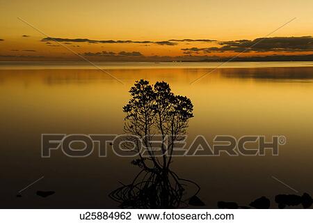 Stock Image - Mangrove Tree at dusk. Fotosearch