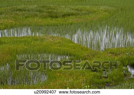 Marsh in Tsugaike plateau View Large Photo Image Stock Photo - Marsh in Tsugaike plateau. Fotosearch