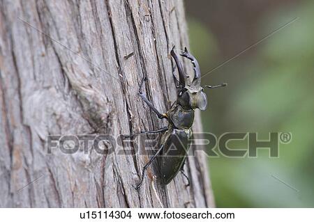 Miyama stag beetle (Lucanus maculifemoratus) on tree trunk View Large Photo Image Picture - Miyama stag beetle (Lucanus maculifemoratus) on tree trunk. Fotosearch