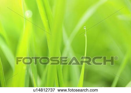 Morning dew on grass View Large Photo Image Stock Photo - Morning dew on grass. Fotosearch