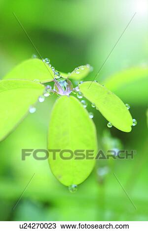 Stock Image - Morning dew. Fotosearch