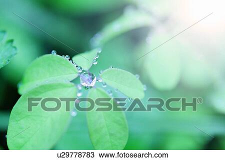 Morning dew View Large Photo Image Stock Image - Morning dew. Fotosearch