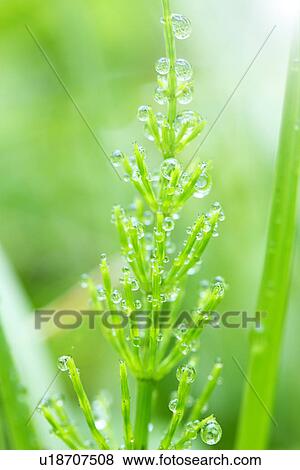Stock Photo - Morning dew. Fotosearch