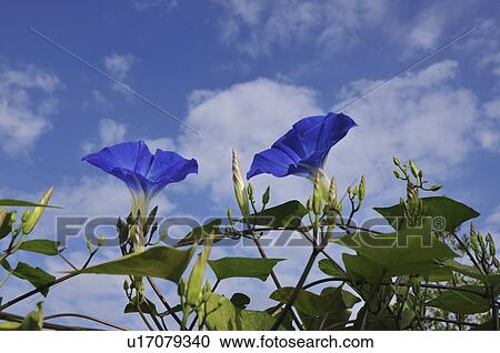 Morning glories, Chiba Prefecture, Honshu, Japan View Large Photo Image Stock Image - Morning glories, Chiba Prefecture, Honshu, Japan. Fotosearch