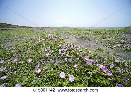 Morning glory on beach View Large Photo Image Stock Image - Morning glory on beach. Fotosearch
