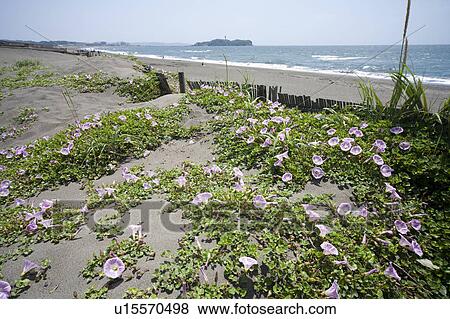 Stock Photo - Morning glory on beach. Fotosearch