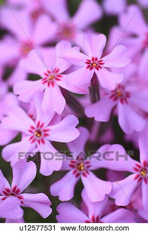 Stock Image - Moss phlox, close up, full frame. Fotosearch