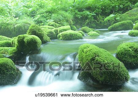 Stock Image - Mossy boulders in stream. Fotosearch