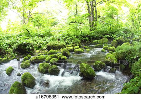 Stock Image - Mossy stones in stream. Fotosearch