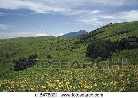 Stock Image - Nikko-kisuge (Hemerocallis dumortieri var. esculenta) field and mountain range. Fotosearch