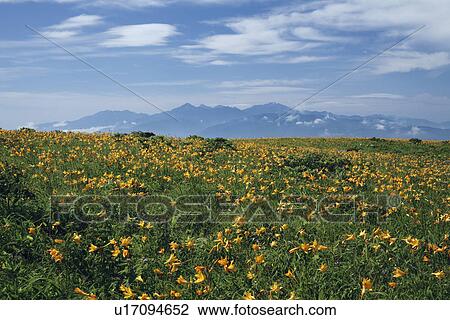 Stock Image - Nikko-kisuge (Hemerocallis dumortieri var. esculenta) field and mountain range. Fotosearch