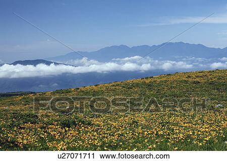 Nikko-kisuge (Hemerocallis dumortieri var. esculenta) field and mountain range View Large Photo Image Stock Image - Nikko-kisuge (Hemerocallis dumortieri var. esculenta) field and mountain range. Fotosearch