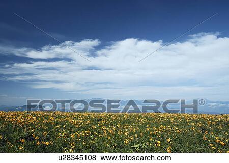 Stock Photo - Nikko-kisuge (Hemerocallis dumortieri var. esculenta) field and mountain range. Fotosearch